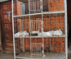 Poulets dans une cage