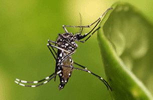 L'image nous montre un moustique vecteur de la dengue