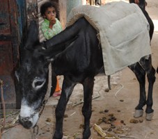 A photograph of a young girl eating while standing behind a donkey