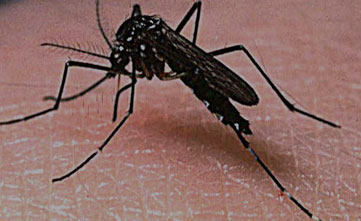 Weekly situation updates - Dengue