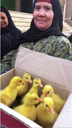 An Egyptian woman holding a box full of chicks