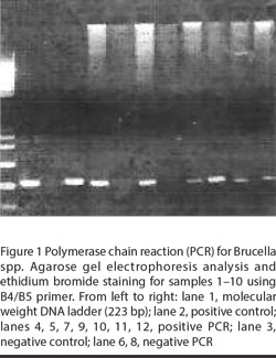 Figure 1 Polymerase chain reaction (PCR) for Brucella spp. Agarose gel electrophoresis analysis and ethidium bromide staining for samples 1–10 using B4/B5 primer. From left to right: lane 1, molecular weight DNA ladder (223 bp); lane 2, positive control; lanes 4, 5, 7, 9, 10, 11, 12, positive PCR; lane 3, negative control; lane 6, 8, negative PCR