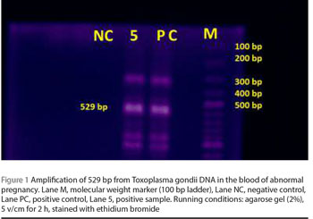 Figure 1 Amplification of 529 bp from Toxoplasma gondii DNA in the blood of abnormal pregnancy. Lane M, molecular weight marker (100 bp ladder), Lane NC, negative control, Lane PC, positive control, Lane 5, positive sample. Running conditions: agarose gel (2%), 5 v/cm for 2 h, stained with ethidium bromide