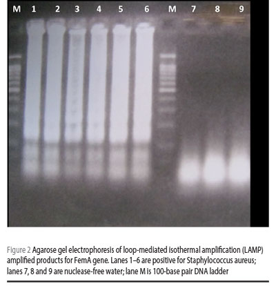 Figure 2 Agarose gel electrophoresis of loop-mediated isothermal amplification (LAMP) amplified products for FemA gene. Lanes 1–6 are positive for Staphylococcus aureus; lanes 7, 8 and 9 are nuclease-free water; lane M is 100-base pair DNA ladder