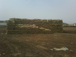 Sorghum harvest stored in outdoor stacks