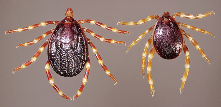 Hyalomma ticks are the main vector for CCHF (Photo: Daktaridudu/Wikimedia Commons)