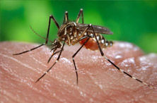 Chikungunya latest update