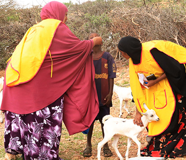 A health worker vaccinates a child from a nomadic family, Puntland