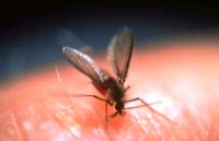 Sandfly taking a blood meal