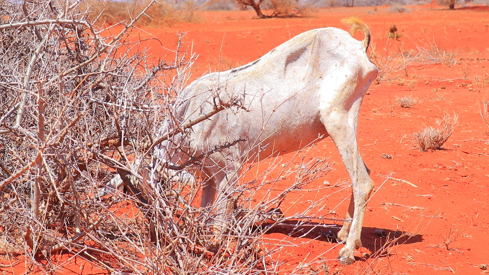 somalia-drought-2