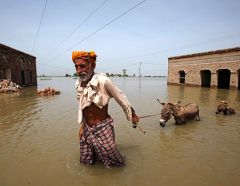 An elderly man wades through dirty flood water to rescue his livestock, Pakistan 2010