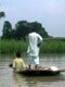 Two men on a small rowing boat survey damaged crops in Kasur, Punjab, Pakistan, following the flash floods.