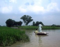 Two men on a small rowing boat survey damaged crops in Kasur, Punjab, Pakistan, following the flash floods.