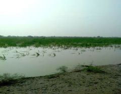 A desolate scene showing the damage to crops in Rajanpur, Punjab, from the flood water.