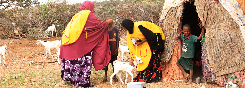 A health worker vaccinates a child from a nomadic family, Puntland. WHO/WHO Somalia