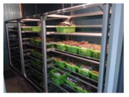 Photo showing storage of blood bags in a cold room