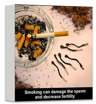 Smoking can damage the sperm and decrease fertility