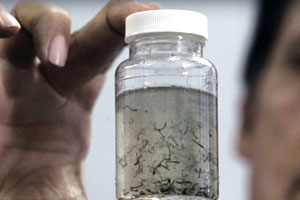 L’image nous montre un tube de laboratoire contenant des œufs du moustique Aedes aegypti