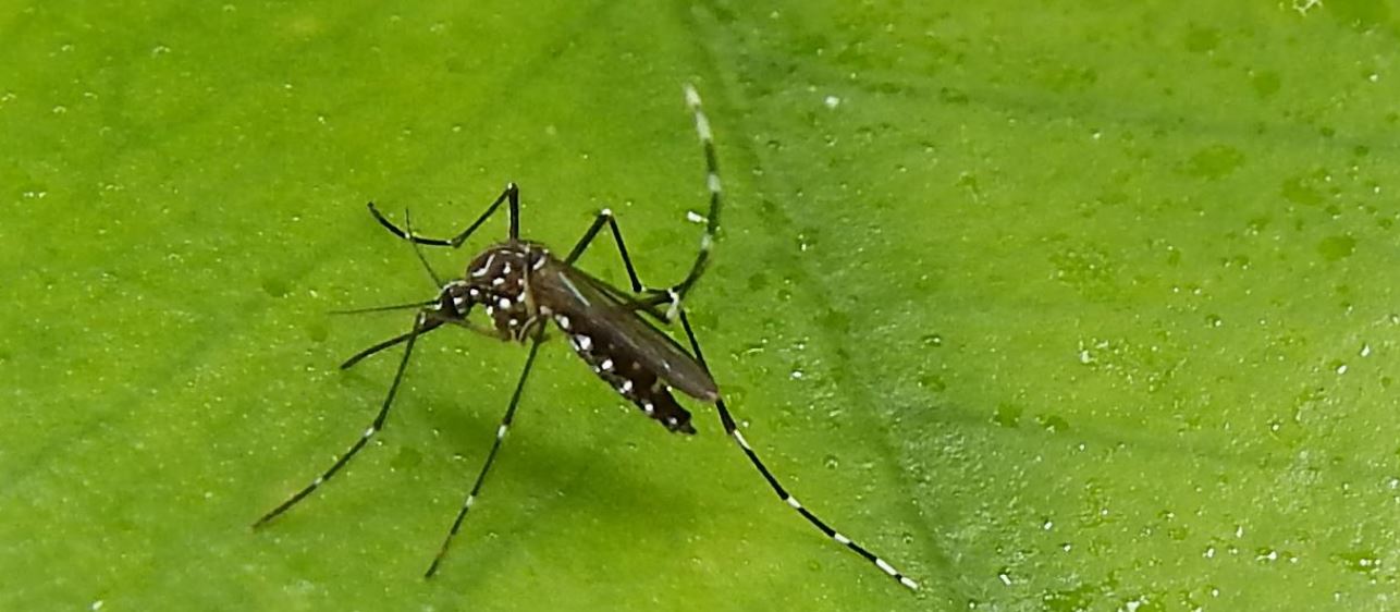 aegypti mosquito