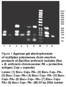Figure 1 Agarose gel electrophoresis of multiplex polymerase chain reaction products of Bacillus anthracis isolates (Bac = B. anthracis chromosome; PA = protective antigen; Cap = capsule) Lanes: (1) Bac+ Cap+ PA– (2) Bac+ Cap– PA– (3) Bac+ Cap+ PA+ (4) Bac+ Cap– PA– (5) Bac+ Cap+ PA+ (6) Bac+ Cap– PA+ (7) Bac+ Cap+ PA+ (8) Bac+ Cap– PA– (M) 50 bp DNA marker