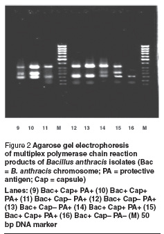 Figure 2 Agarose gel electrophoresis  of multiplex polymerase chain reaction  products of Bacillus anthracis isolates (Bac  = B. anthracis chromosome; PA = protective  antigen; Cap = capsule) Lanes: (9) Bac+ Cap+ PA+ (10) Bac+ Cap+  PA+ (11) Bac+ Cap– PA+ (12) Bac+ Cap– PA+  (13) Bac+ Cap– PA+ (14) Bac+ Cap+ PA+ (15)  Bac+ Cap+ PA+ (16) Bac+ Cap– PA– (M) 50  bp DNA marker