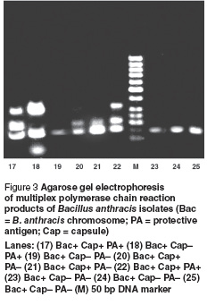 Figure 3 Agarose gel electrophoresis  of multiplex polymerase chain reaction  products of Bacillus anthracis isolates (Bac  = B. anthracis chromosome; PA = protective  antigen; Cap = capsule) Lanes: (17) Bac+ Cap+ PA+ (18) Bac+ Cap–  PA+ (19) Bac+ Cap– PA– (20) Bac+ Cap+  PA– (21) Bac+ Cap+ PA– (22) Bac+ Cap+ PA+  (23) Bac+ Cap– PA– (24) Bac+ Cap– PA– (25)  Bac+ Cap– PA– (M) 50 bp DNA marker