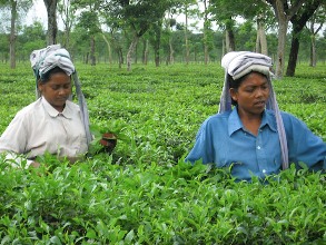 A photograph of two women plucking tea leaves in a tea plantation 