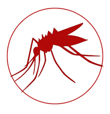 Mosquito